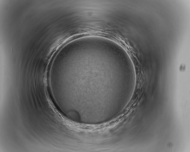 X0000099530002200805161222