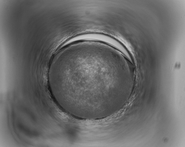 X0000099530009200805161222