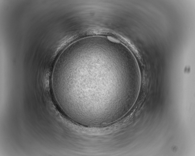 X0000099530010200805161222