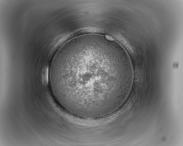 X0000099530014200805161222