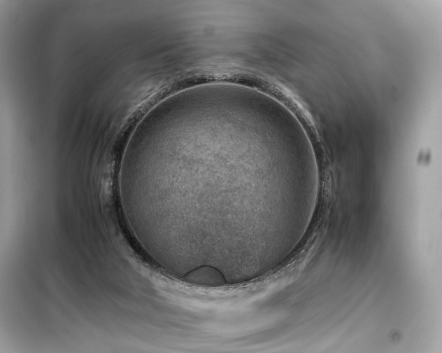 X0000099530018200805161222