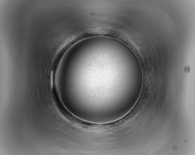 X0000099530020200805161222