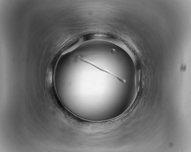 X0000099530021200805161222