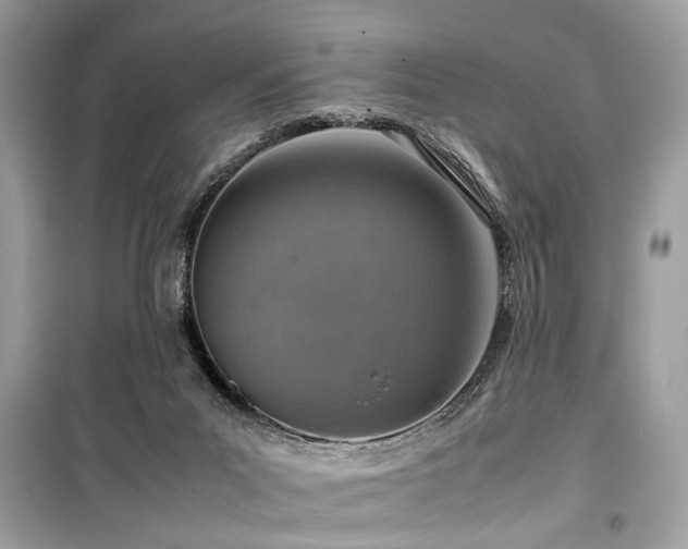 X0000099530023200805161222
