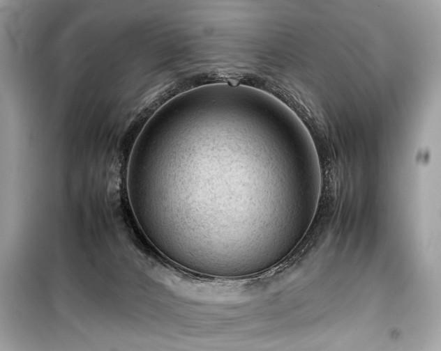 X0000099530032200805161222