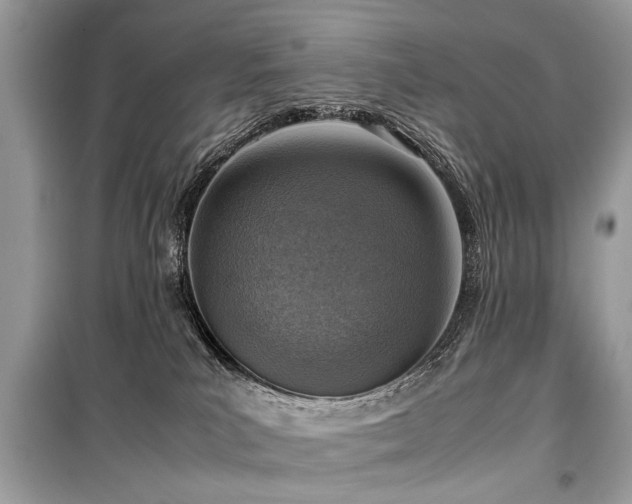 X0000099530039200805161222