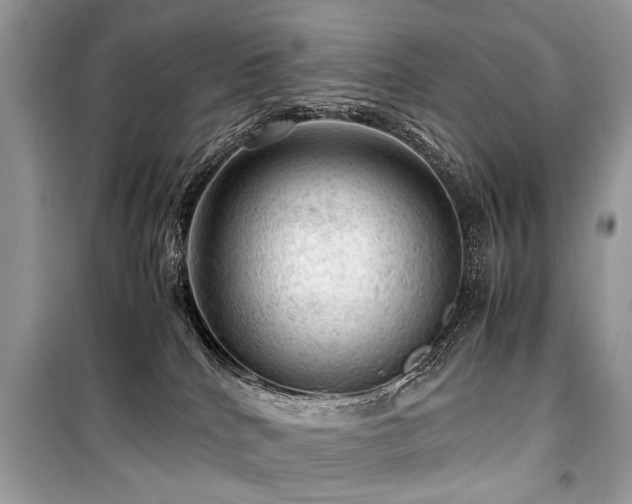 X0000099530040200805161222