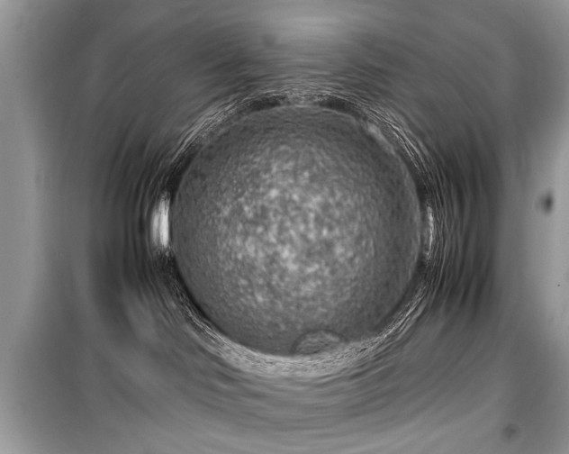 X0000099530046200805161222