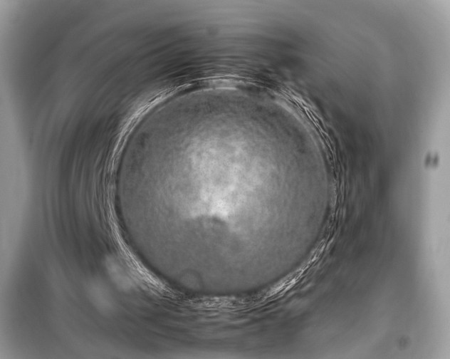 X0000099530049200805161221