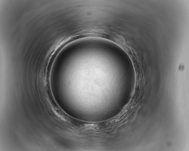 X0000099530050200805161221