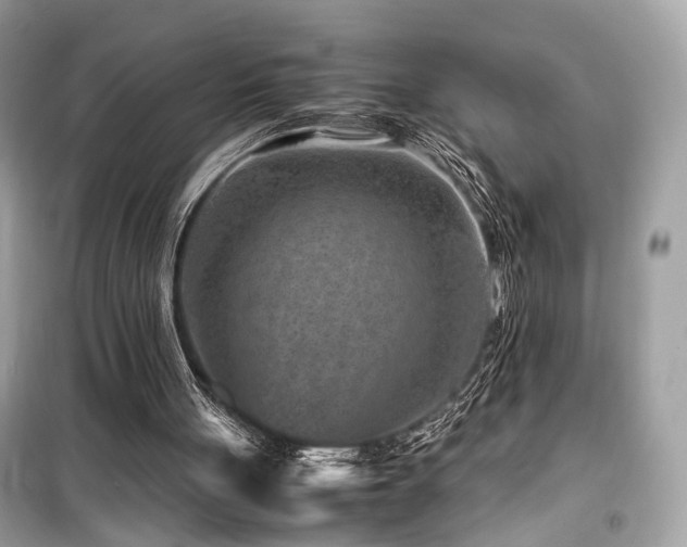X0000099530051200805161221