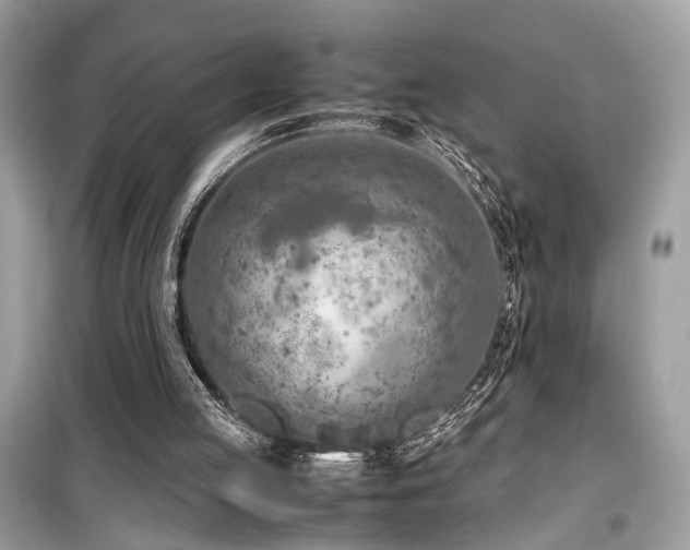 X0000099530053200805161221