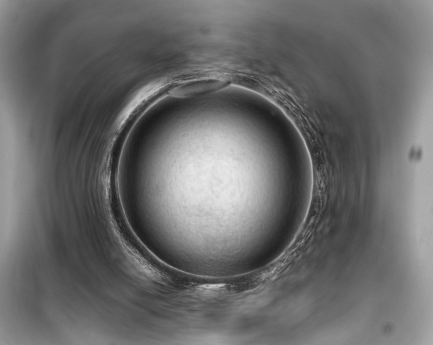 X0000099530054200805161221