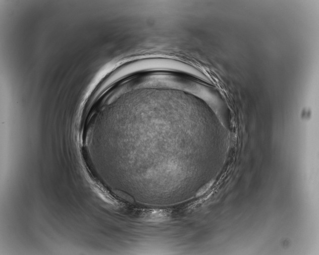 X0000099530056200805161221