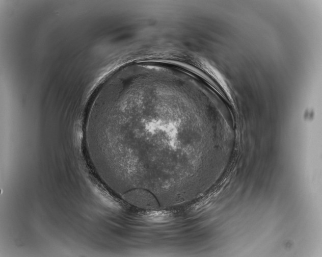 X0000099530059200805161221