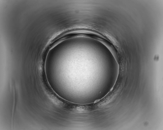 X0000099530064200805161221