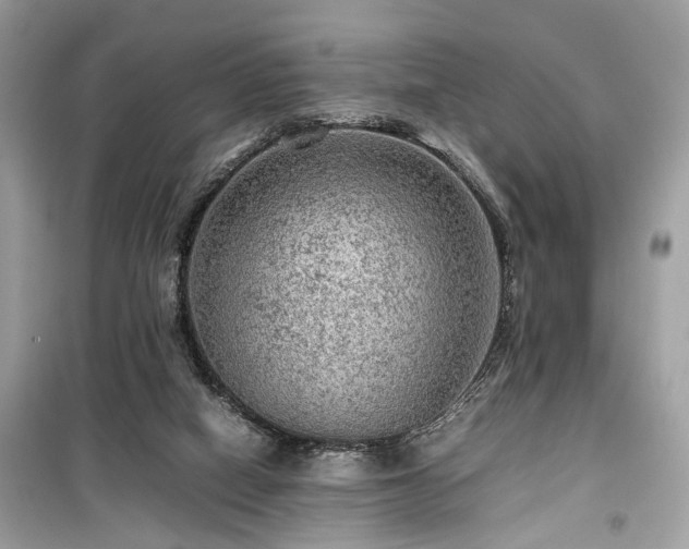 X0000099530066200805161221
