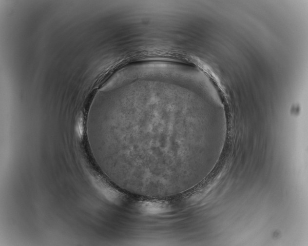 X0000099530069200805161221
