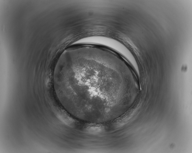 X0000099530073200805161221