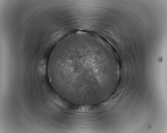 X0000099530080200805161221