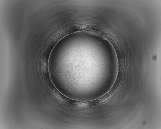 X0000099530085200805161222