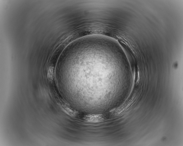 X0000099530093200805161222