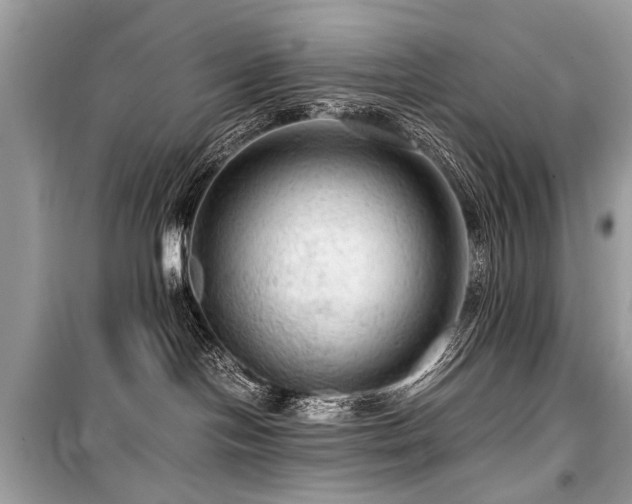 X0000099530094200805161222