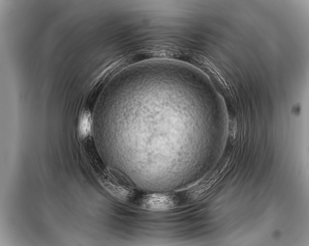 X0000099530095200805161222