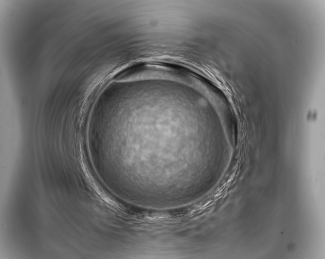 X0000099530097200805161221