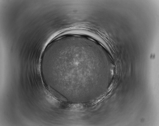 X0000099530100200805161221