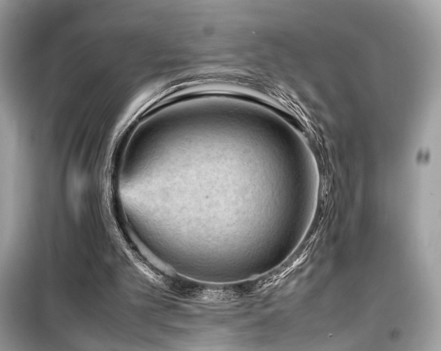 X0000099530101200805161221