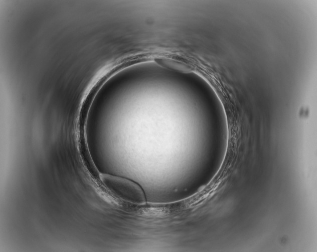 X0000099530102200805161221