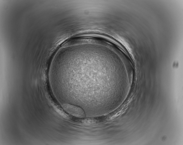 X0000099530105200805161221