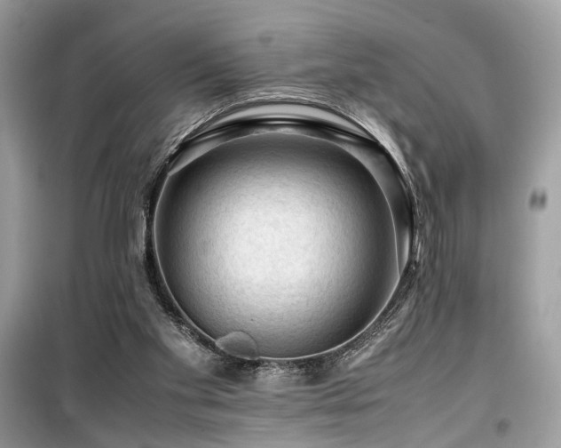 X0000099530109200805161221