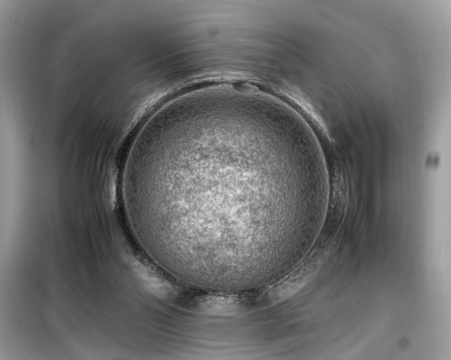 X0000099530110200805161221