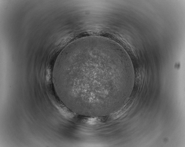 X0000099530130200805161220