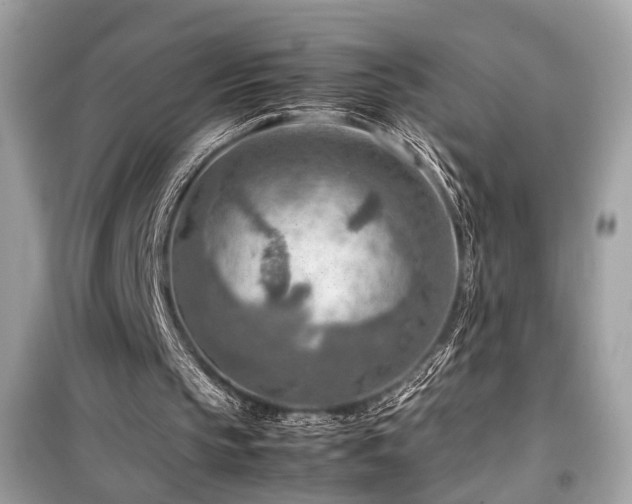 X0000099530145200805161219