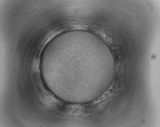 X0000099530146200805161219