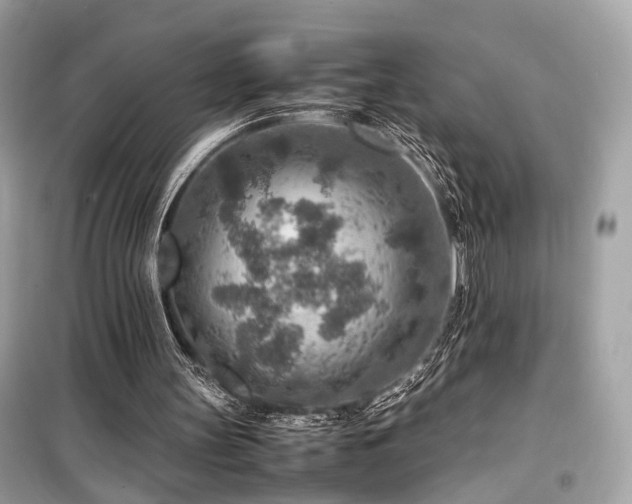 X0000099530147200805161219