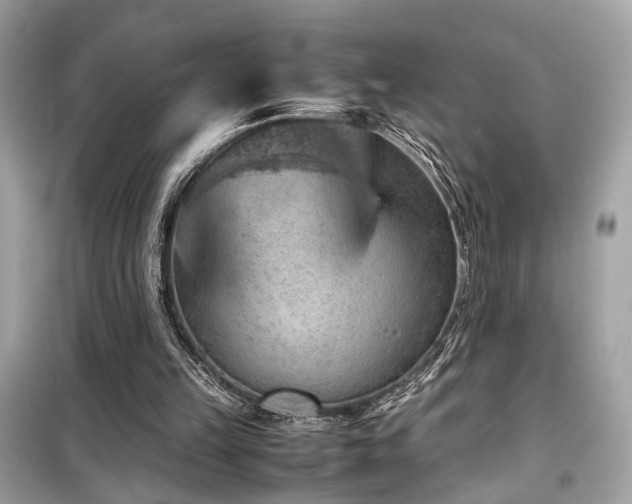 X0000099530149200805161219