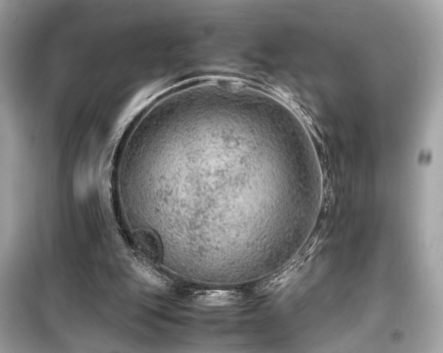 X0000099530151200805161219