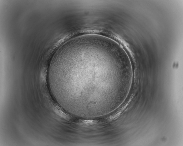 X0000099530153200805161220