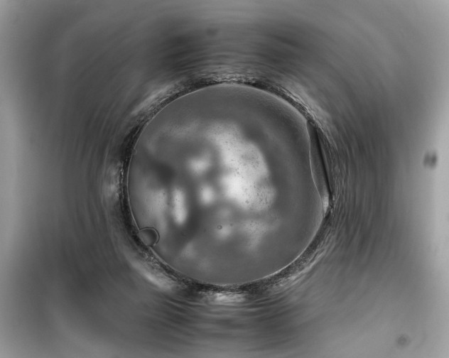 X0000099530165200805161220