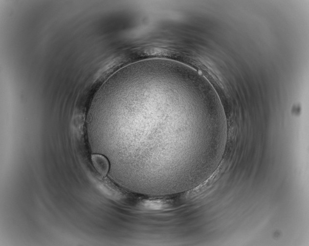 X0000099530171200805161220