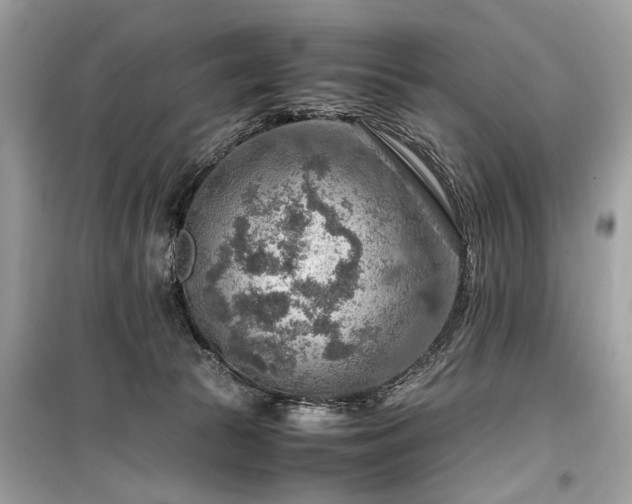 X0000099530177200805161220