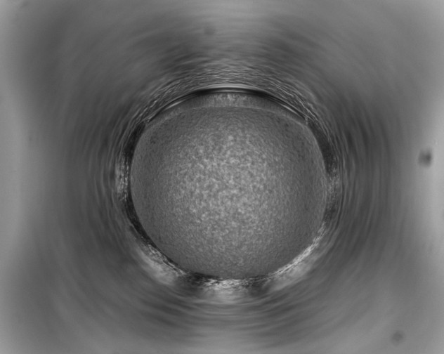X0000099530186200805161220