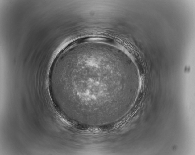 X0000099530195200805161219