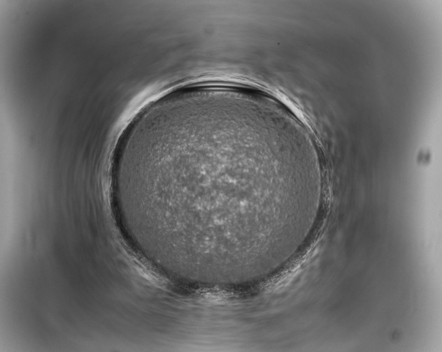 X0000099530199200805161219