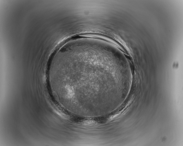 X0000099530203200805161219
