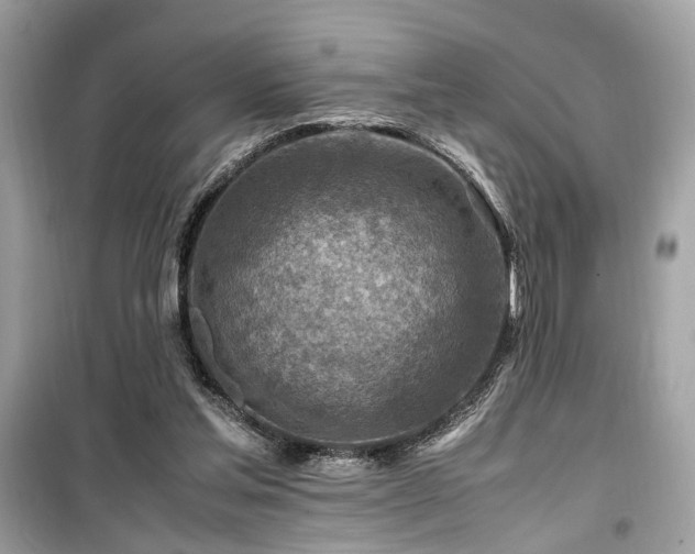 X0000099530205200805161219
